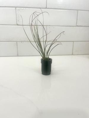 Air Plant Pot