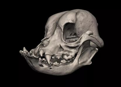 English Bulldog Skull 3d print model