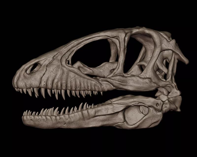 Deinonychus Skull