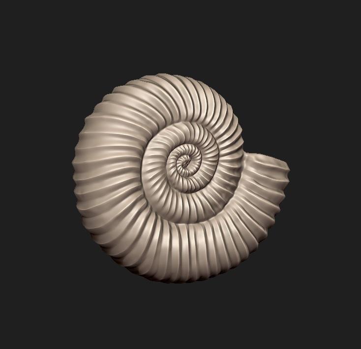 Ammonite