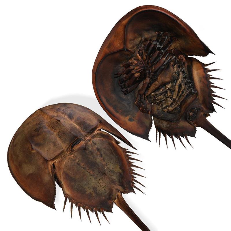 Horseshoe Crab Tachypleus Tridentatus CRAB CRUSTACEOUS CRAB TADPOLE MODEL WATER OCEAN RIVER RAPTOR