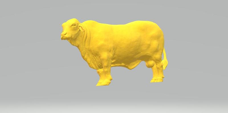 bull