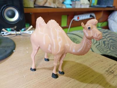 Camel darling