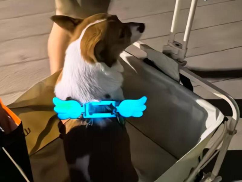 Angel Wings Dog Vest Harness Accessories (Fluorescent)