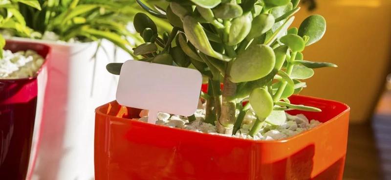 Cannabis Indicator Sign Cannabis Potted Vegetable Garden