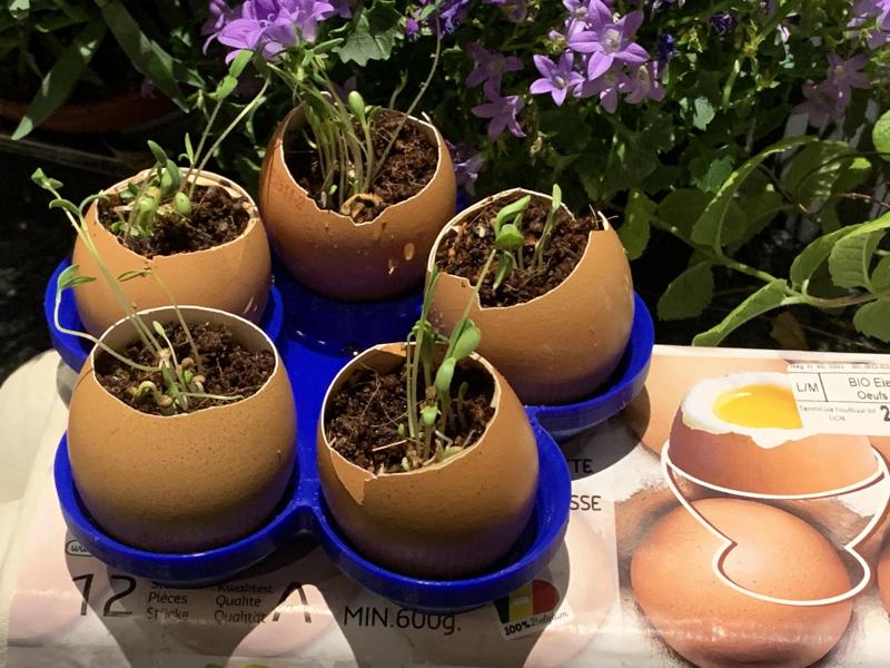 planting in eggs