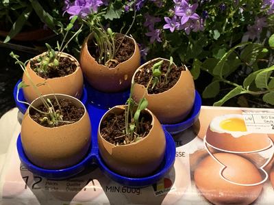 planting in eggs