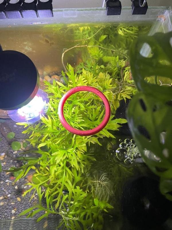 Aquarium Fish Feeding Floating Ring