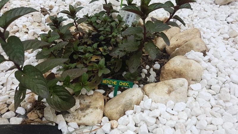 TAG plant (francais)