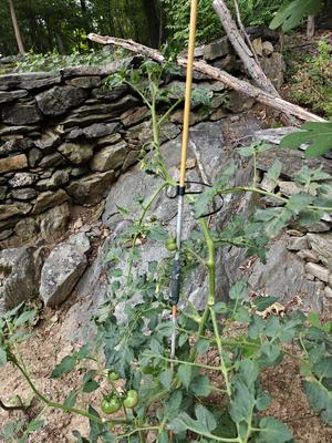 Driveway Marker Tomato Support