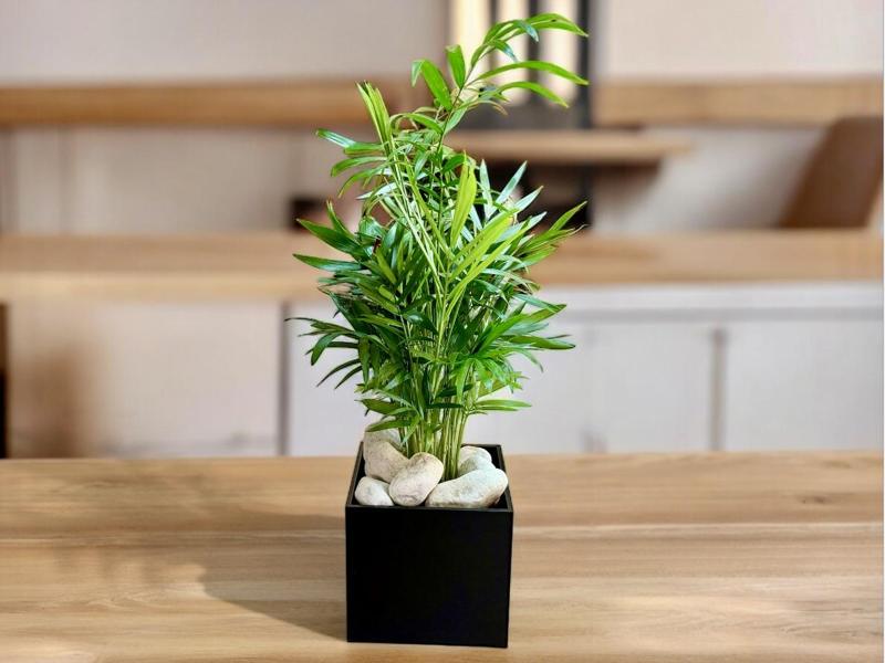 Self Watering Vase