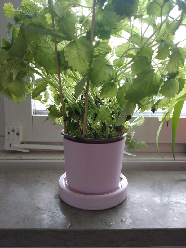 A parametric pot for fresh spices