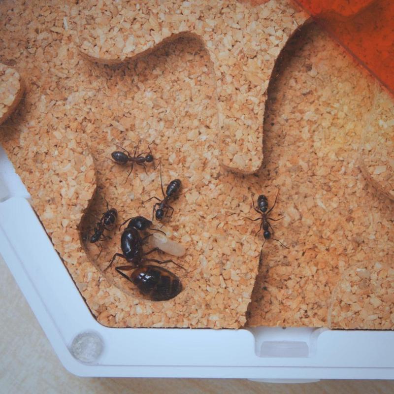 ant home