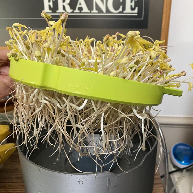 Mung Bean Bubbleponics Sprouter