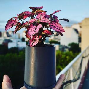 Maceta pot pequeña para plantas con agujero de riego y plato
