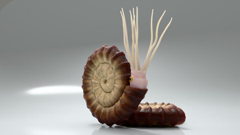 Ammonite - Ammonoids print