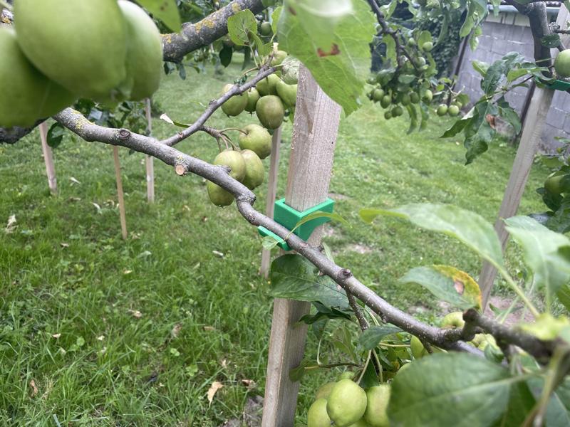 Support of fruit tree branches with adjustable height