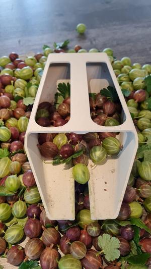 Gooseberry harvesting aid / Stachelbeerenerntehilfe
