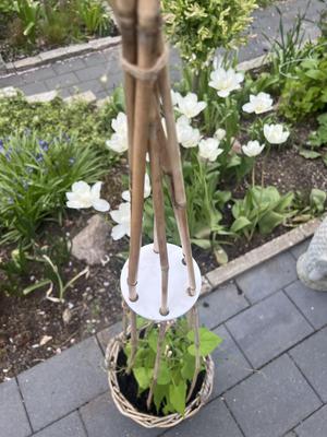 Plant Stick Disk