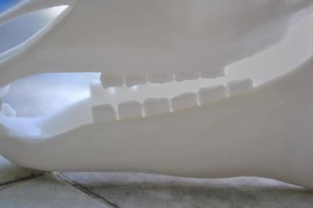 Full bone horse