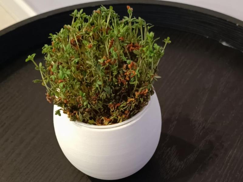 Cress egg pot
