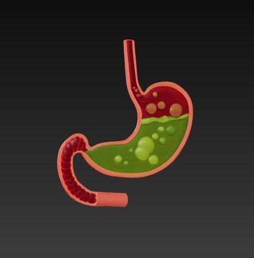 stomach