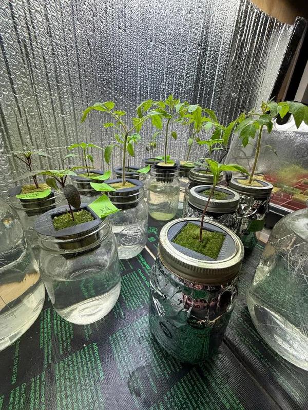 Mason Jar Kratky Hydroponic Lid   
