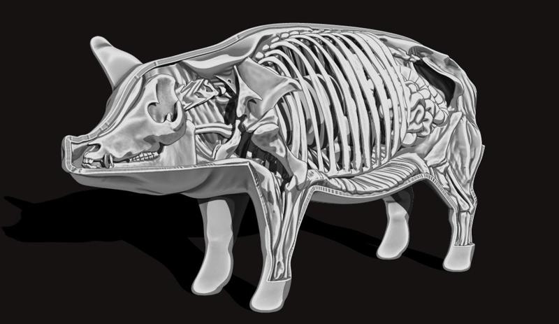 PIG ANATOMY