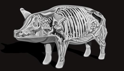 PIG ANATOMY