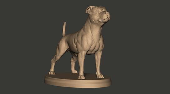 Pitbull Staffordshire