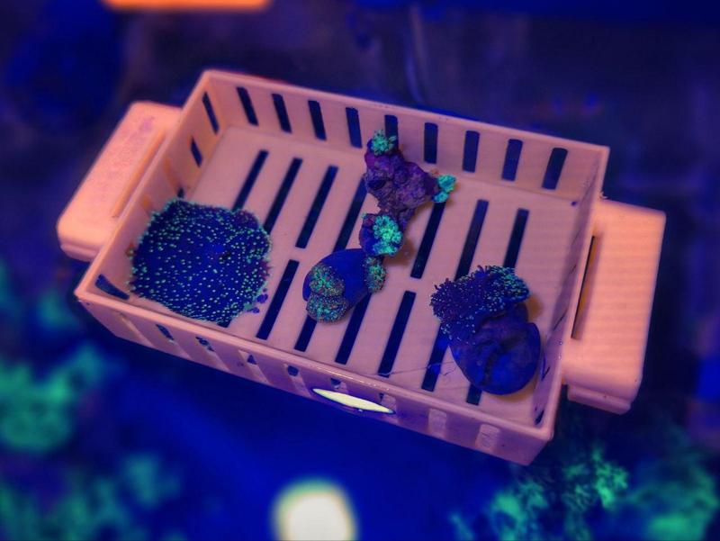 Esquejero flotante acuario - Floating reef frag tray - Print in place