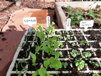 Labels for plants