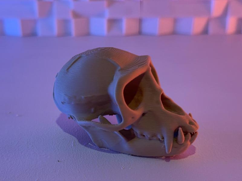 Vervet Monkey Skull (5-25 Grams)