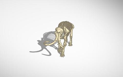 Mammoth Skeleton