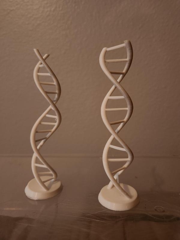 DNA models- Desktop Sized