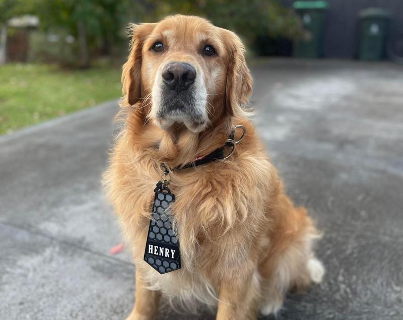 Multicoloured Tie - Dog ID (No MMU)