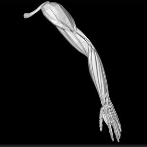 Arm Anatomy Model - Human Arm STL - Anatomy 3D Print - Muscle Structure Model - Arm Skeleton Design