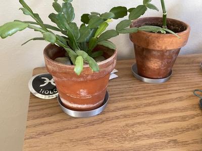 Parametric Plant Dish