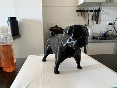 Pug Carlino