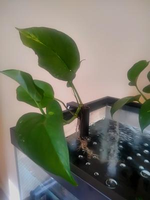 Aquarium plant hanger basket for Aqueon