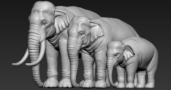 Elephant asian