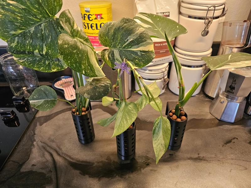 Aquarium Plant Holder (rimmed tank)