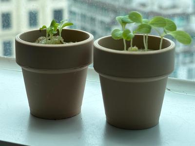 Mini Basic Flower Pot (45mm)
