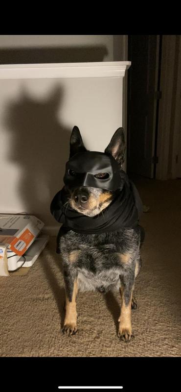 Batdog Mask