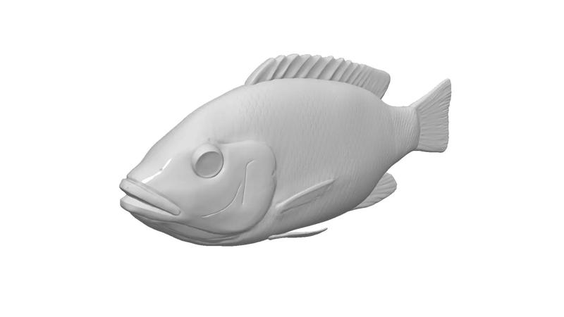 Tilapia fish model
