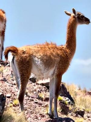 Patagonian Guanaco