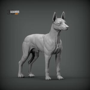 English Toy Terrier