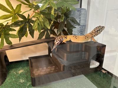 Gecko Wet Hide with Automatic Water Dispenser