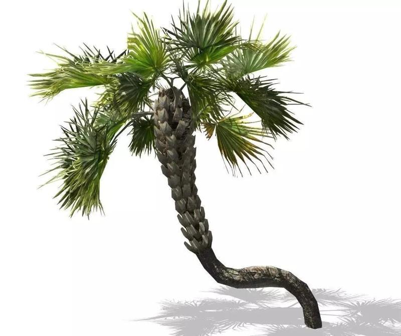 Realistic Palm tree