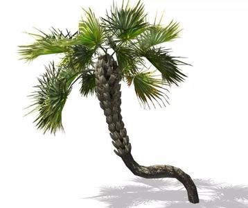 Realistic Palm tree